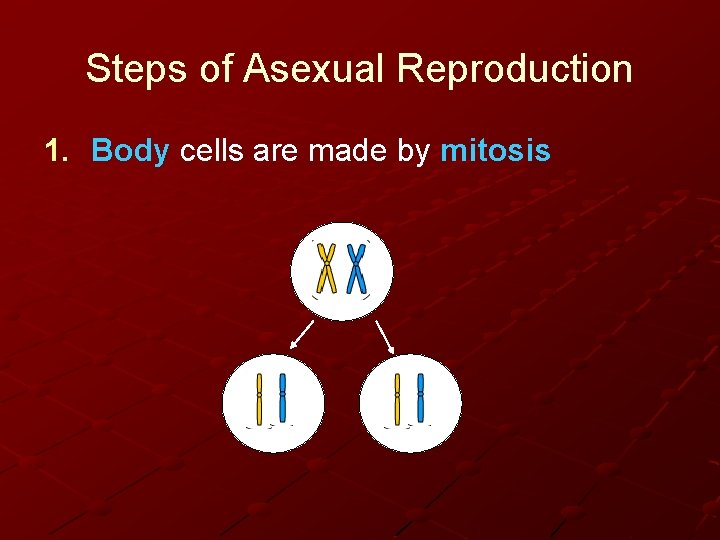 Steps of Asexual Reproduction 1. Body cells are made by mitosis 