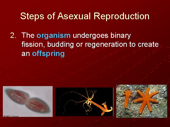 Steps of Asexual Reproduction 2. The organism undergoes binary fission, budding or regeneration to