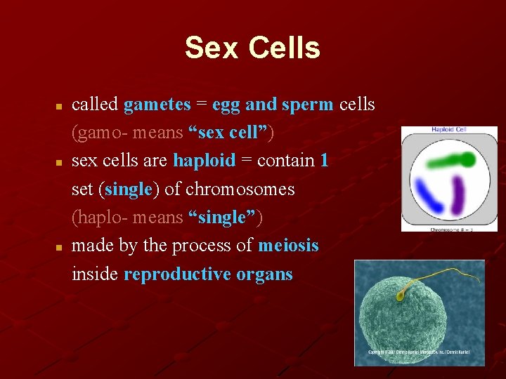 Sex Cells n n n called gametes = egg and sperm cells (gamo- means