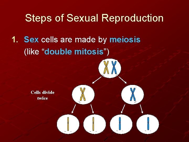 Steps of Sexual Reproduction 1. Sex cells are made by meiosis (like “double mitosis”)