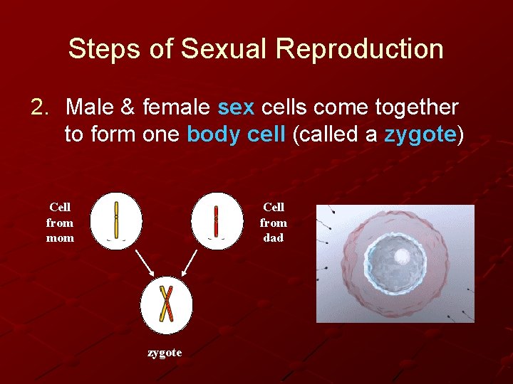 Steps of Sexual Reproduction 2. Male & female sex cells come together to form
