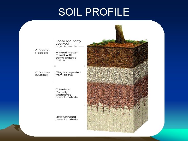 SOIL PROFILE 