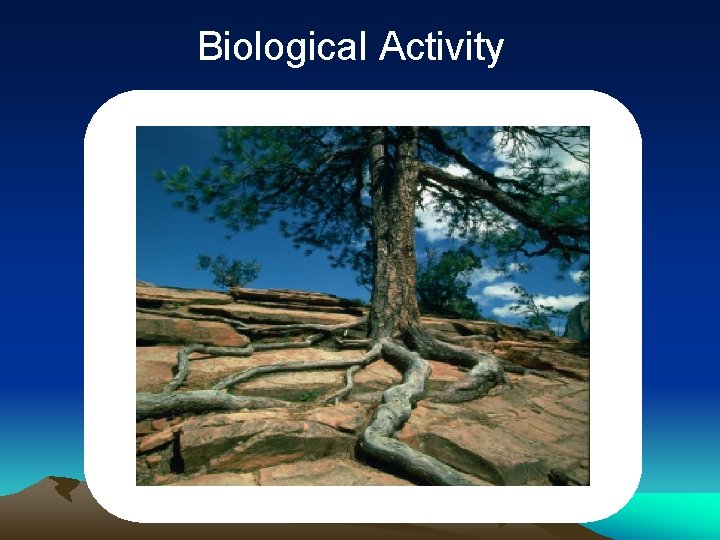 Biological Activity 