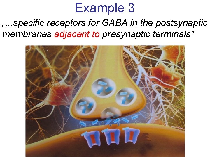 Example 3 „. . . specific receptors for GABA in the postsynaptic membranes adjacent