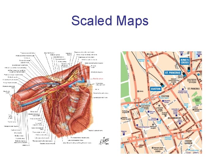 Scaled Maps 