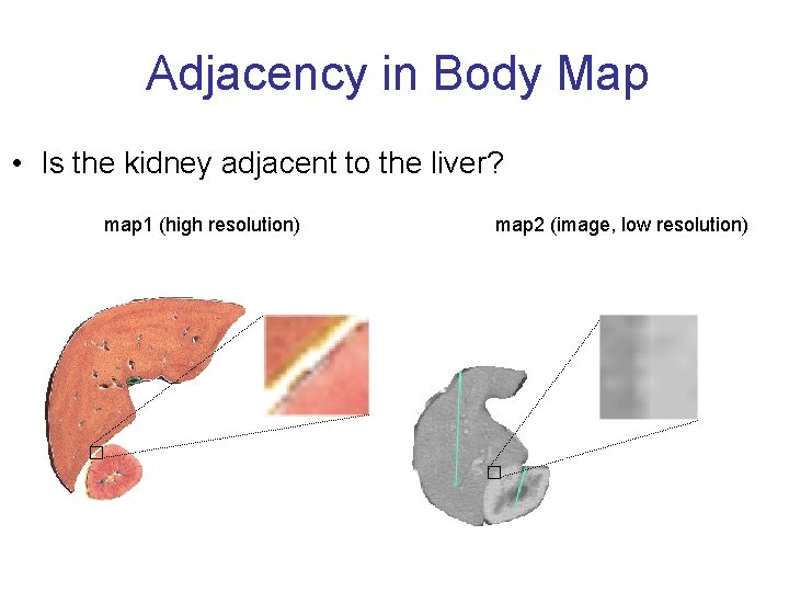 Adjacency Body. Map Adjacencyin. Body • Is the kidney adjacent to the liver? map