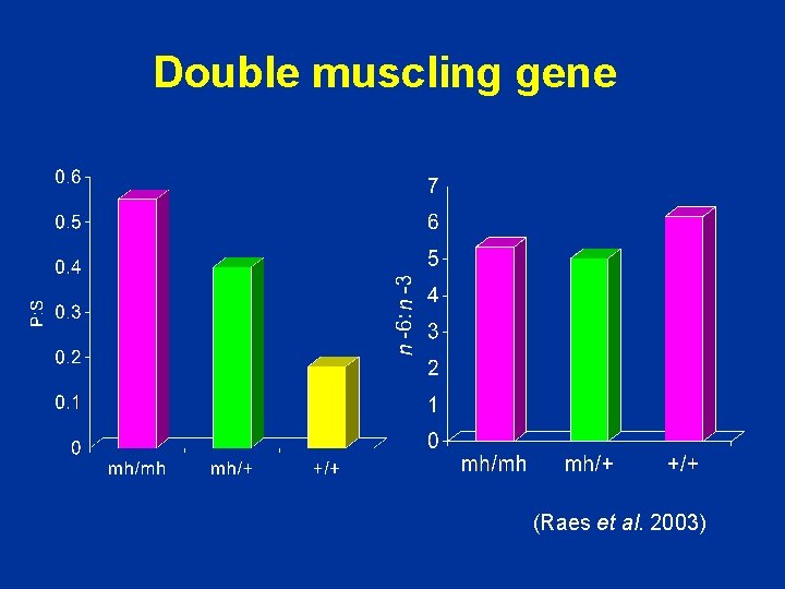 Double muscling gene (Raes et al. 2003) 