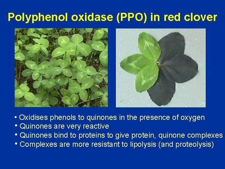 Polyphenol oxidase (PPO) in red clover • Oxidises phenols to quinones in the presence