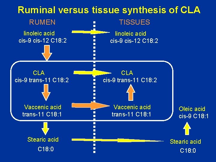 Ruminal versus tissue synthesis of CLA RUMEN TISSUES linoleic acid cis-9 cis-12 C 18: