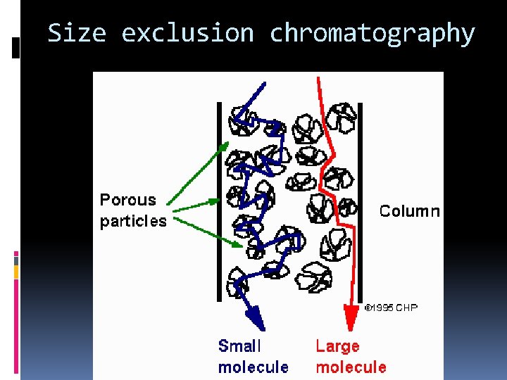 Size exclusion chromatography 