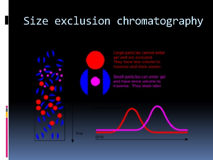 Size exclusion chromatography 