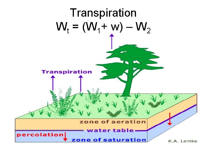 Transpiration Wt = (W 1+ w) – W 2 