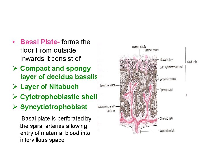  • Basal Plate- forms the floor From outside inwards it consist of Ø