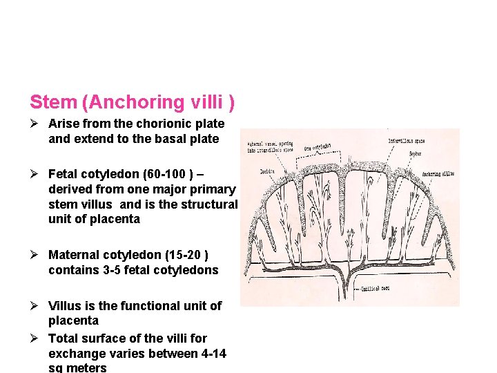 Stem (Anchoring villi ) Ø Arise from the chorionic plate and extend to the