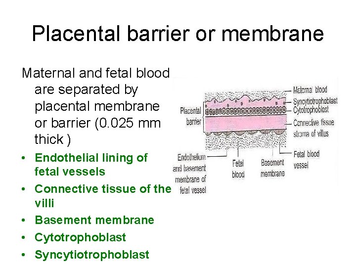 Placental barrier or membrane Maternal and fetal blood are separated by placental membrane or