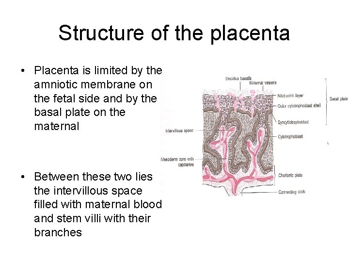 Structure of the placenta • Placenta is limited by the amniotic membrane on the