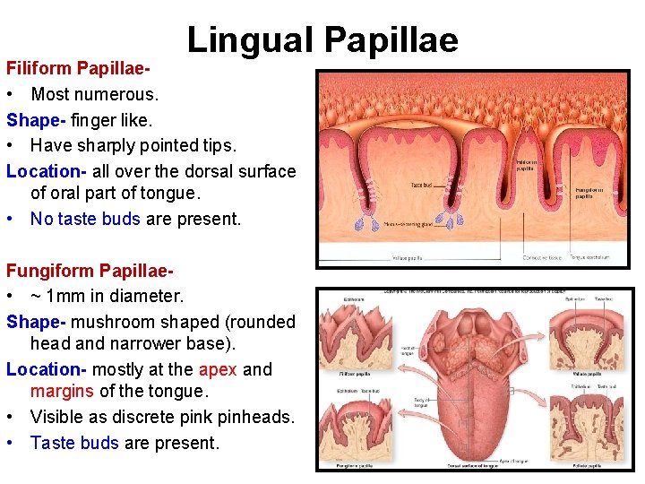 Lingual Papillae Filiform Papillae • Most numerous. Shape- finger like. • Have sharply pointed