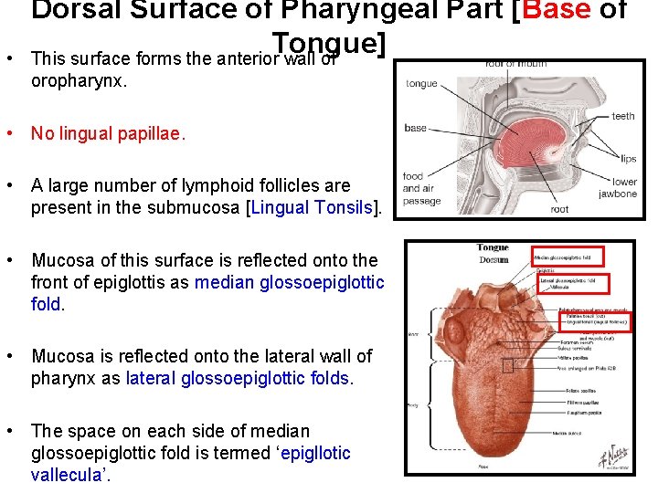  • Dorsal Surface of Pharyngeal Part [Base of Tongue] This surface forms the