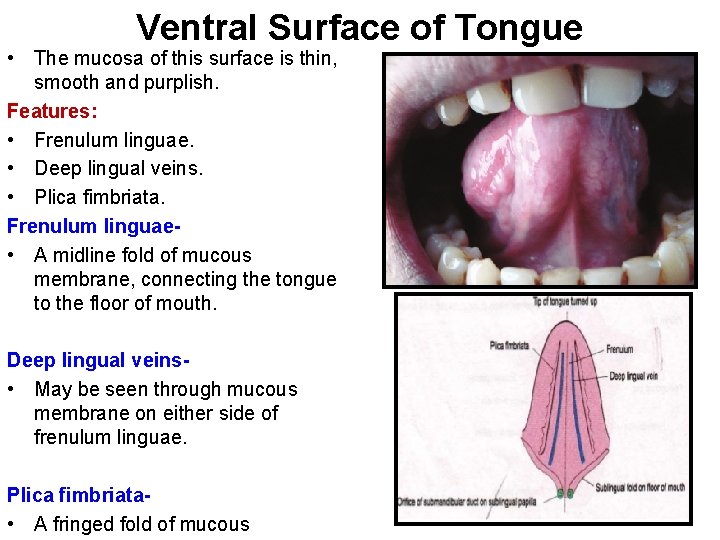 Ventral Surface of Tongue • The mucosa of this surface is thin, smooth and
