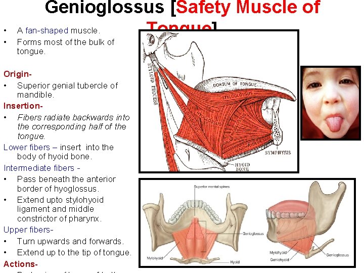  • • Genioglossus [Safety Muscle of A fan-shaped muscle. Tongue] Forms most of