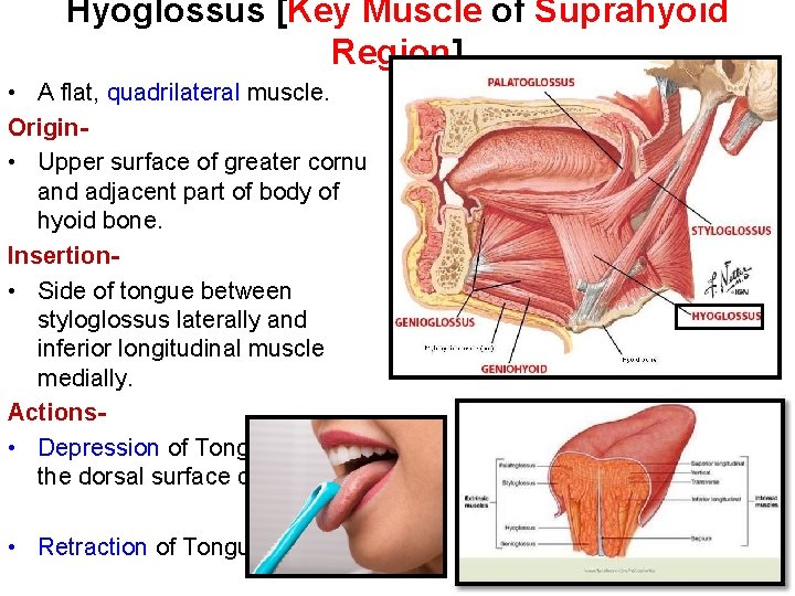Hyoglossus [Key Muscle of Suprahyoid Region] • A flat, quadrilateral muscle. Origin • Upper