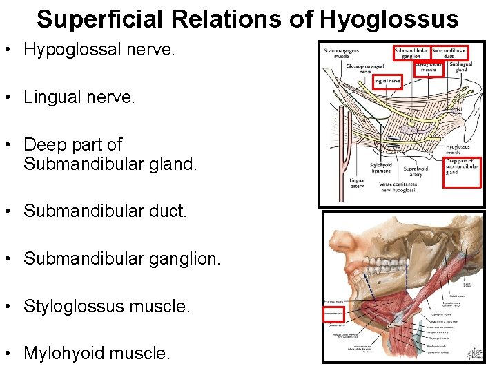 Superficial Relations of Hyoglossus • Hypoglossal nerve. • Lingual nerve. • Deep part of