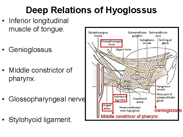 Deep Relations of Hyoglossus • Inferior longitudinal muscle of tongue. • Genioglossus. • Middle