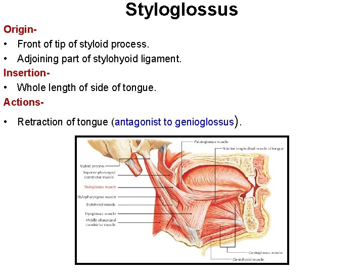 Styloglossus Origin • Front of tip of styloid process. • Adjoining part of stylohyoid