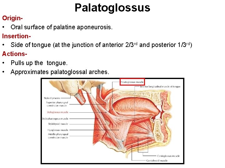Palatoglossus Origin • Oral surface of palatine aponeurosis. Insertion • Side of tongue (at