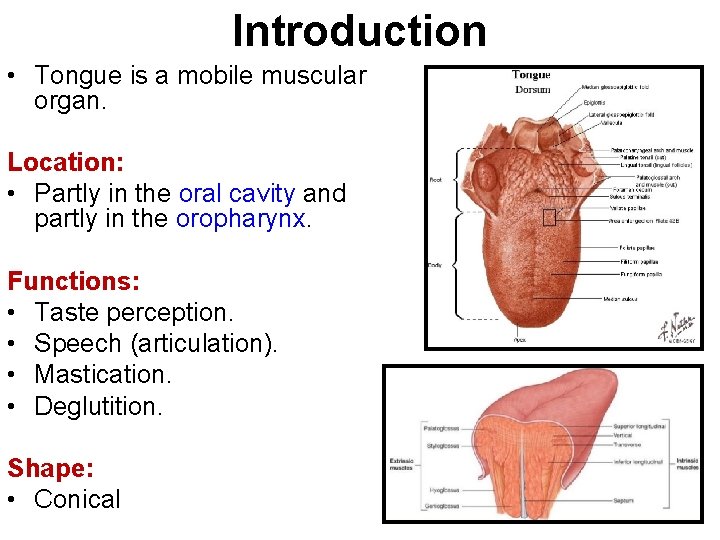 Introduction • Tongue is a mobile muscular organ. Location: • Partly in the oral