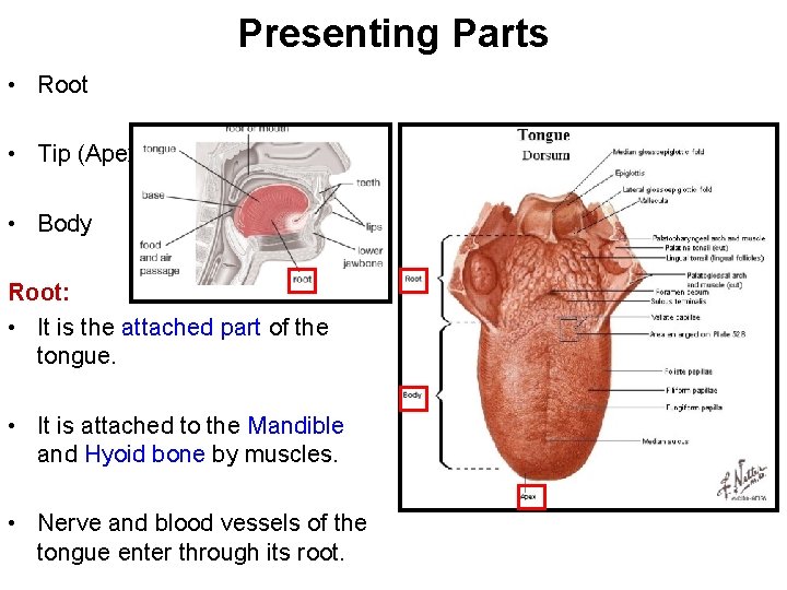 Presenting Parts • Root • Tip (Apex) • Body Root: • It is the