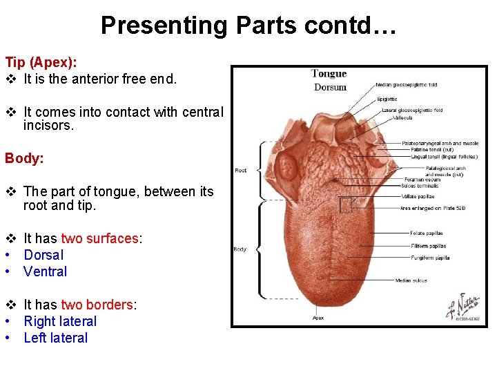 Presenting Parts contd… Tip (Apex): v It is the anterior free end. v It