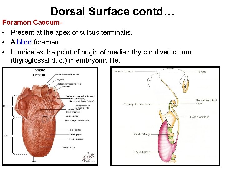 Dorsal Surface contd… Foramen Caecum • Present at the apex of sulcus terminalis. •