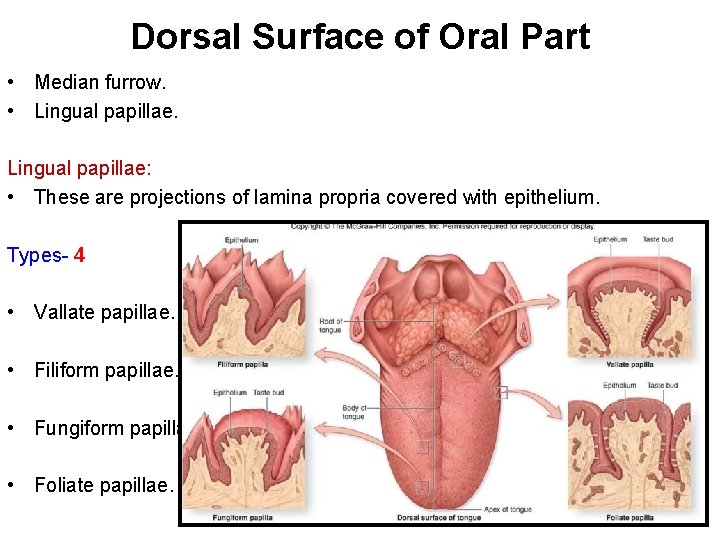 Dorsal Surface of Oral Part • Median furrow. • Lingual papillae: • These are