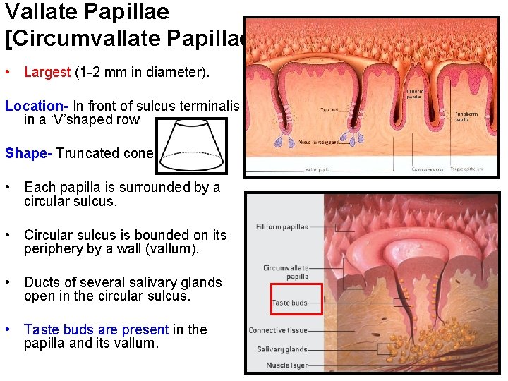 Vallate Papillae [Circumvallate Papillae] • Largest (1 -2 mm in diameter). Location- In front