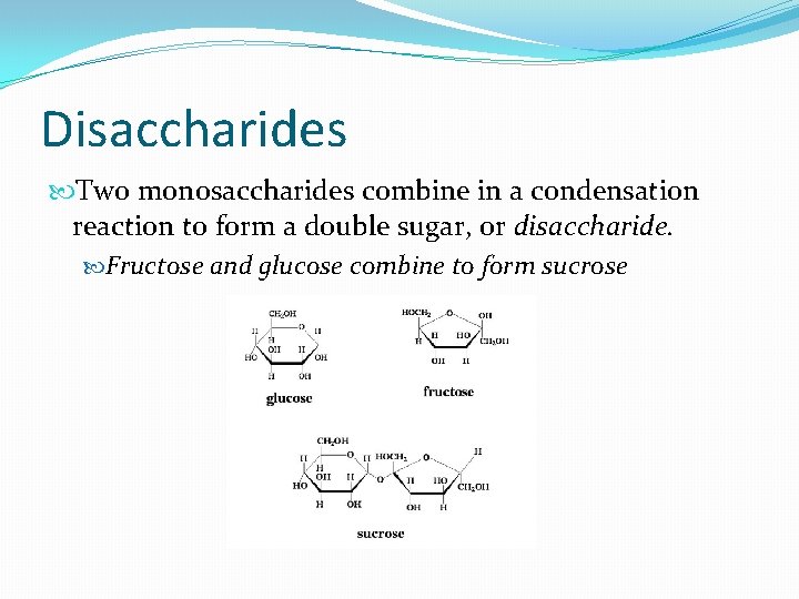 Disaccharides Two monosaccharides combine in a condensation reaction to form a double sugar, or