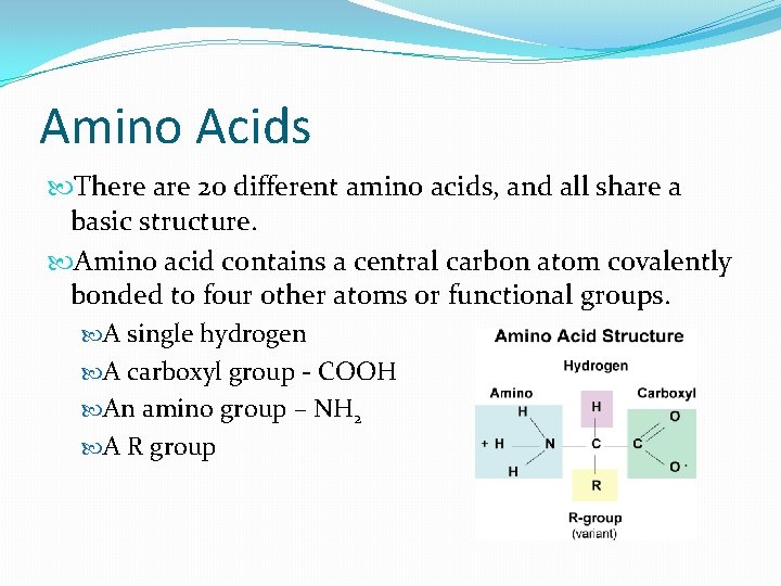 Amino Acids There are 20 different amino acids, and all share a basic structure.