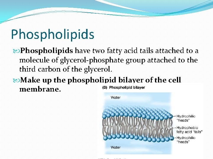 Phospholipids have two fatty acid tails attached to a molecule of glycerol-phosphate group attached