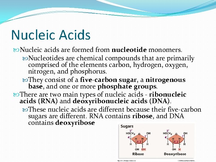 Nucleic Acids Nucleic acids are formed from nucleotide monomers. Nucleotides are chemical compounds that