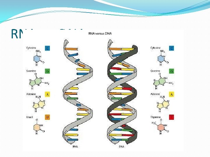 RNA vs. DNA 