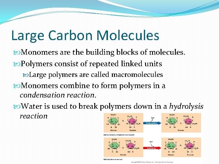 Large Carbon Molecules Monomers are the building blocks of molecules. Polymers consist of repeated