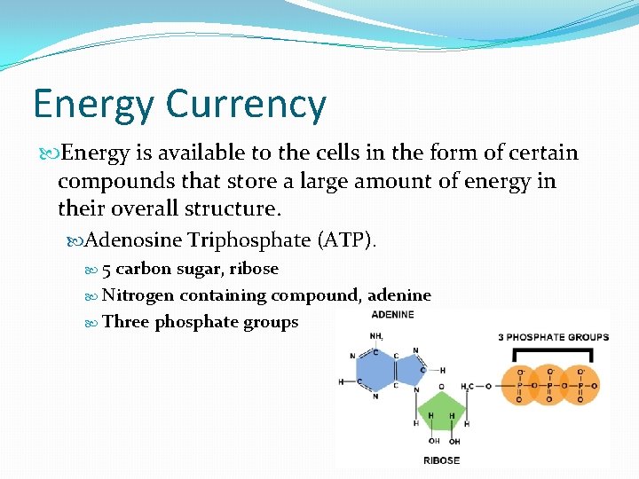 Energy Currency Energy is available to the cells in the form of certain compounds