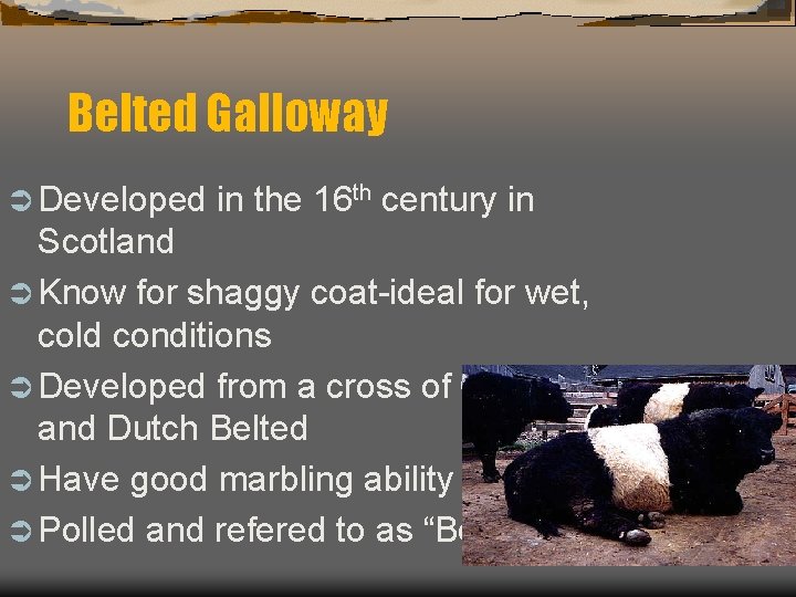 Belted Galloway Ü Developed in the 16 th century in Scotland Ü Know for