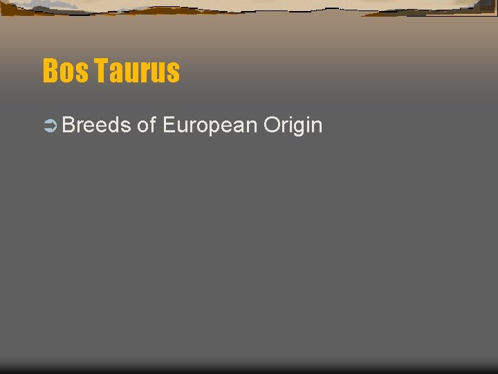 Bos Taurus Ü Breeds of European Origin 