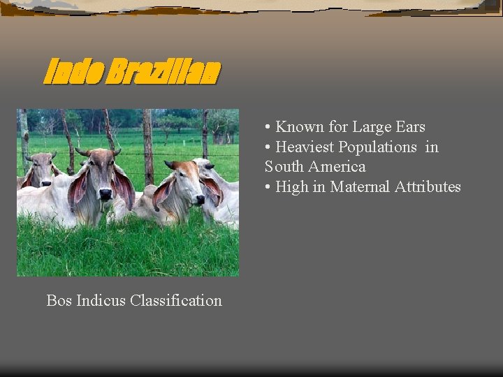 Indo Brazilian • Known for Large Ears • Heaviest Populations in South America •