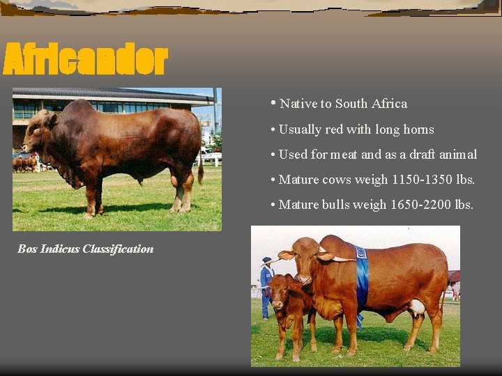 Africander • Native to South Africa • Usually red with long horns • Used