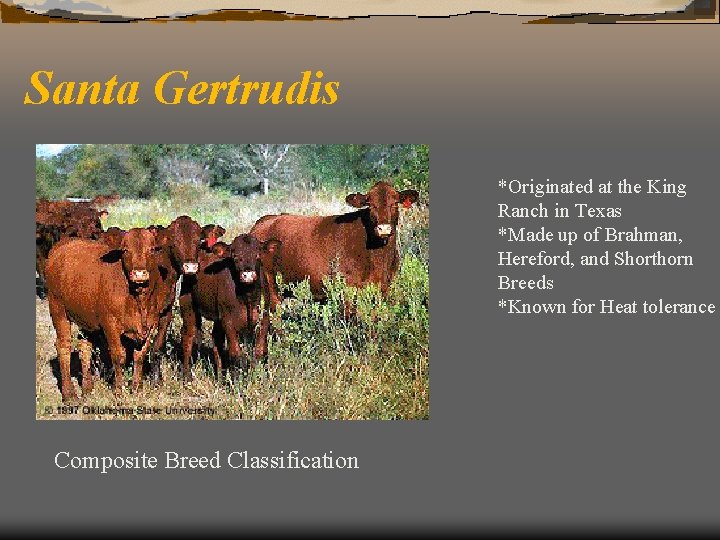 Santa Gertrudis *Originated at the King Ranch in Texas *Made up of Brahman, Hereford,