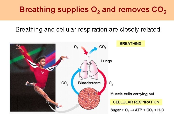 Breathing supplies O 2 and removes CO 2 Breathing and cellular respiration are closely