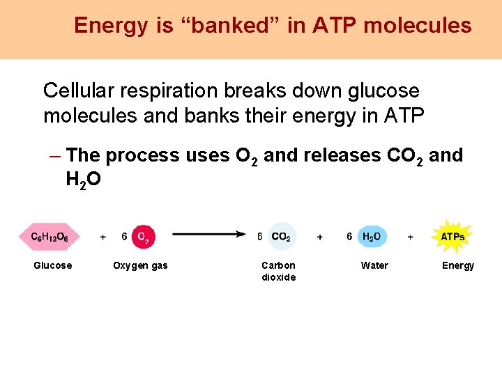 Energy is “banked” in ATP molecules Cellular respiration breaks down glucose molecules and banks