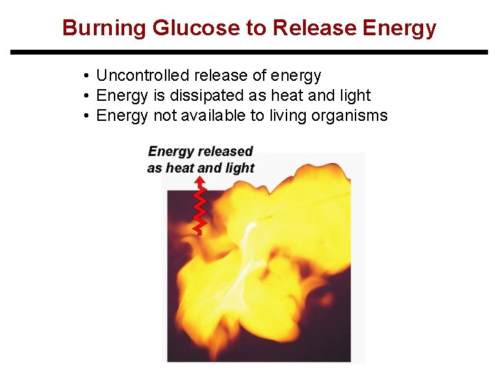 Burning Glucose to Release Energy • Uncontrolled release of energy • Energy is dissipated